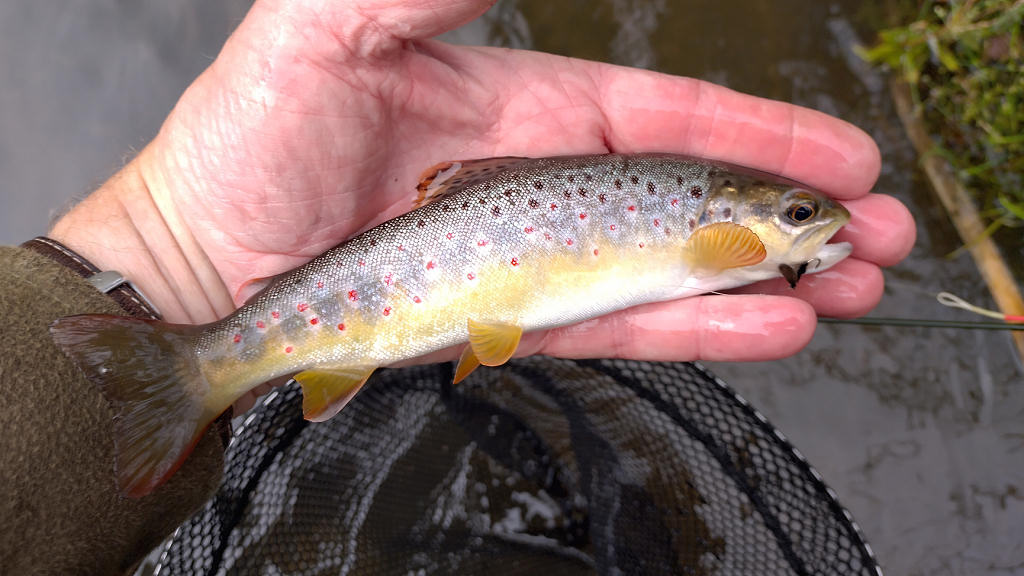 Photo of the pretty little trout